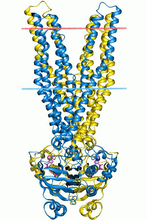 Transportní systémy > 50 transportních proteinů umožňují transmembránový přenos vitaminů, glycidů, AMK,