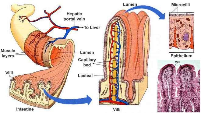 Žlčové kyseliny v hornej časti tenkého čreva