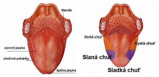 Jazyk (Lingua) svalnatý orgán, zadná časť (koreň) sa pripája k jazylke