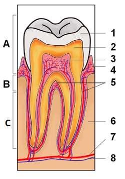 zubovina, 3 - dreň, 4 - ďasná, 5 - cement, 6 - kosť, 7 - cieva, 8 - nerv Druhy zubov: