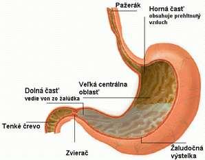 Časti tráviacej trubice ústna dutina hltan pažerák žalúdok tenké črevo hrubé črevo