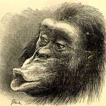 (1871)
