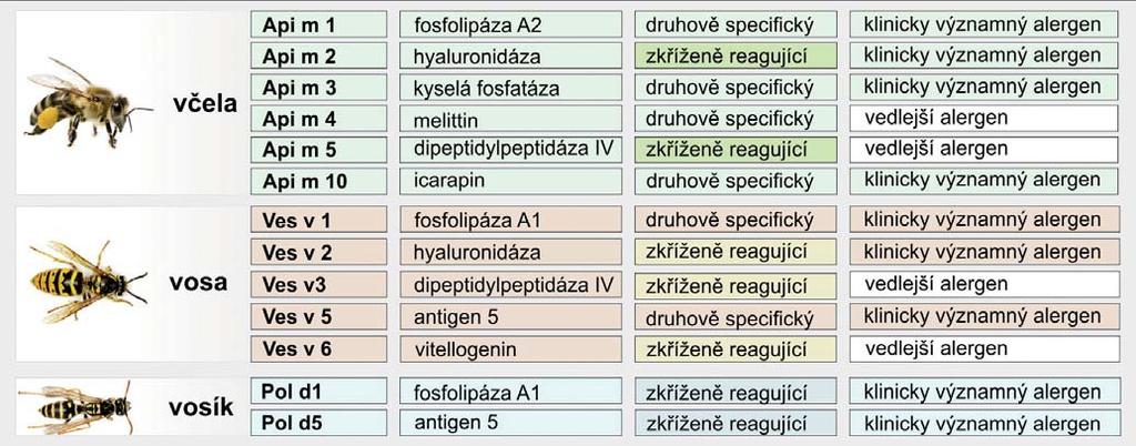 Jaké komponenty vyšetřit? Malý průvodce laboratorní diagnostikou alergického zánětu pomocí stanovení specifického IgE proti molekulárně definovaným alergenům (komponentám) Část II.