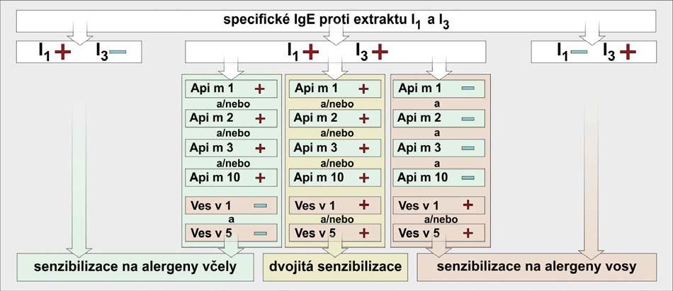 hově specifických včelích alergenů je icarapin (Api m 10), který silně přispívá k senzibilizaci včelím jedem.