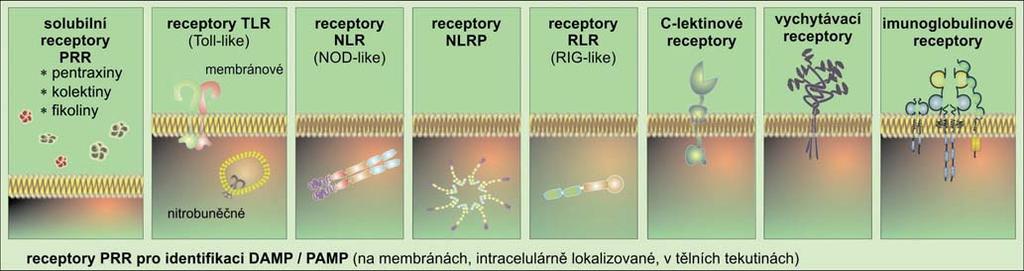 Obr. 2: Receptory PRR, členění do rodin Receptory PRR se nacházejí i v tělních tekutinách v solubilní podobě. Příkladem může být C-reaktivní protein (obr. 2).