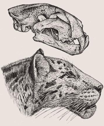 8 linie náležejí lev (P. leo), levhart neboli l. skvrnitý () a jaguár ().