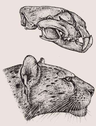 Přestože jsou fosilní nálezy zástupců podčeledi Pantherinae až na výjimky po - měrně vzácné, a čím dále do minulosti vzácnější, podařilo se taxonomicky určit několik vyhynulých druhů i poddruhů a