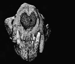 Existuje také nesporný doklad evoluční kontinuity mezi tygřími populacemi z doby před a po výbuchu supervulkánu, jenž poskytla jávská lokalita Ngandong z konce středního a počátku svrchního