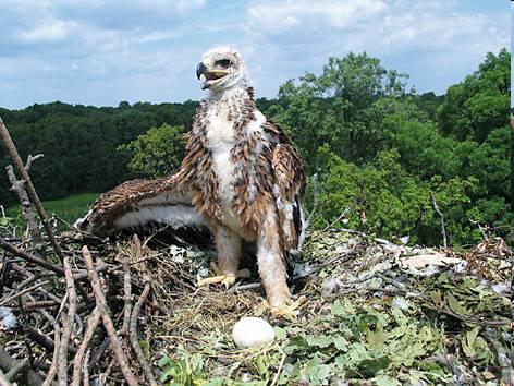 Draví ptáci v ohrožení aktivní predátoři a mrchožrouti na vrcholu