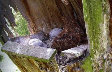 Orel skalní (Aquila chrysaetos) v Beskydech od roku 2006 projekt Návrat orla skalního do Moravskoslezských Beskyd (ČSOP Záchranná stanice v Bartošovicích