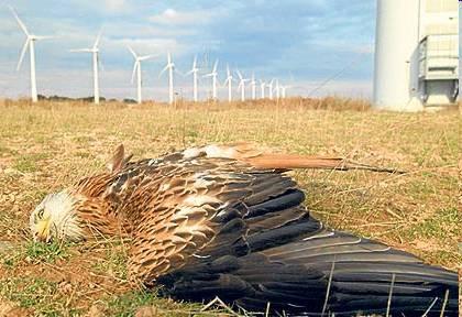 ve Španělsku (Navarra) 8 supů bělohlavých na jeden větrák ročně, ve Španělsku