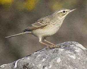 být vyšší než je třetina stěny) 395/1992 Sb.: SO; ČS ČR: VU; IUCN: LC; NATURA (79/409/EEC): příl. I; Bern: příl.