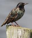 špaček obecný (Sturnus vulgaris) problémy s hejny v pohnízdním období (sady, vinice) používány různé plašiče: