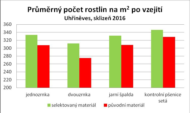 vůbec, u dvouzrnky byl zjištěn výskyt jen sporadický, přičemž rozdíl mezi porosty z výběrů a původního materiálu prakticky nebyl zaznamenán.