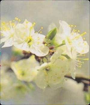 6. SLÍVA TŘEŠŇOVÁ (CHERRY PLUM) STRACH ZE ZTRÁTY SEBEKONTROLY SEBEKONTROLA Typické věty člověka typu SLÍVA: Pokud tohle bude pokračovat, zhroutím se. Skončí to tak, že se zabiji nebo si něco udělám.