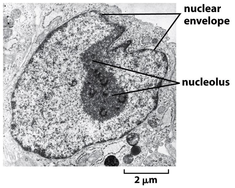 Biology of the