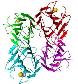Skupinově selektivní ligand konkanavalin A lysin arginin p-aminobenzamidin heparin Specifita glukopyranosyl- a manopyranosylové skupiny ribosomální RNA serinové proteázy serinové proteázy