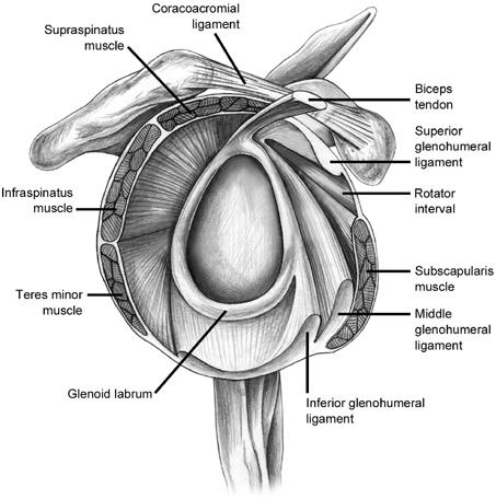 Anatomie Fibrokartilaginózní struktura fixovaná k obvodu glenoidu Prohlubuje glenoidální jamku, podílí se na stabilizaci hlavice humeru v glenoidu Johnson DH et al.