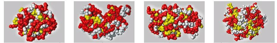 Hydrofobicita ΔS >0 Cytochrom c RNAasa Lysosym