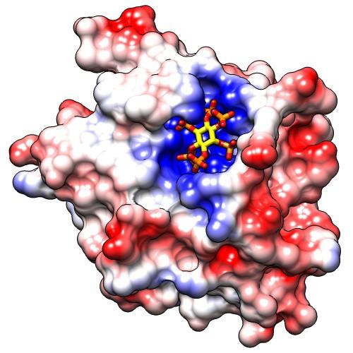 Hydrofobicita ΔS >0 červená modrá + bílá 0 Kyte, J. and Doolittle, R. 1982.