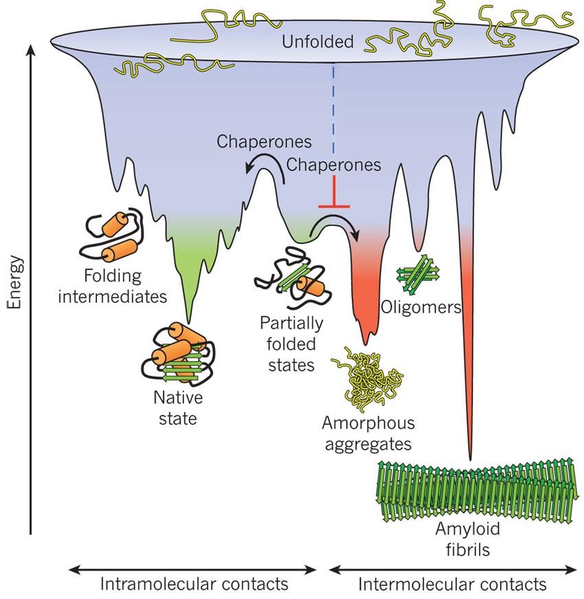 Struktura proteinů Nativní konformace = biologicky aktivní Primární struktura Sekundární struktura Terciární struktura Kvarterní struktura Molecular chaperones in protein folding and proteostasis -