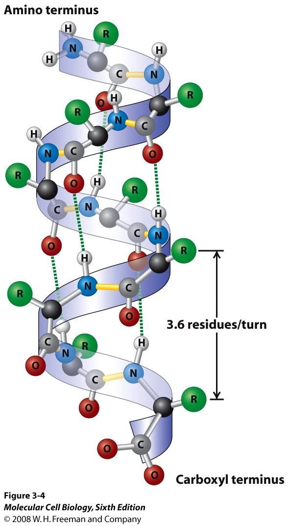Sekundární struktura NH CHR C α-helix Parametry helixu: výška závitu (0,54 nm) směr