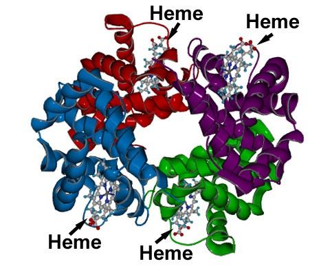 Kvarterní struktura Více samostatných polypeptidových řetězců (pojdednotek)