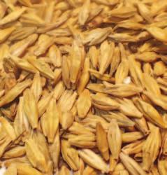 rozvoji zejména plísní rodu Aspergillus, Penicillium, Fusarium, Cladosporium, Absidia, Epicoccum, Rizopus, Mucor, přičemž některé plísně se mohou rozšířit při následném zpracování na namáčce, klíčení