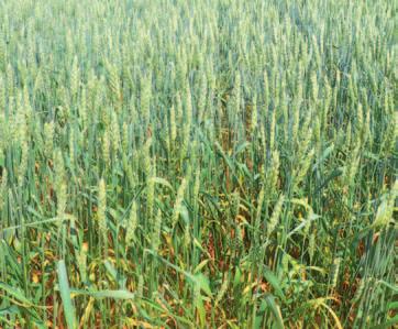 Pšenice jarní v dresu Soufflet Agro Odrůdy jarní pšenice od Soufflet Agro tvoří špičku v sortimentu ČR zaměřeném na výnos a elitní potravinářskou jakost, což dokládají jak výsledky Státních