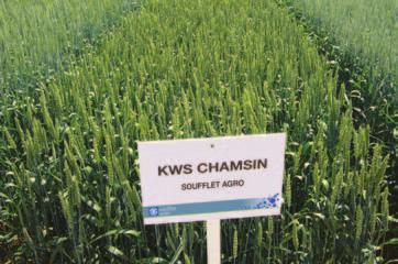 KWS CHAMSIN (E/A) Dlouhodobě stabilní výkonnou odrůdou na našem trhu je KWS CHAMSIN, která přichystá svým pěstitelům nejedny příjemné chvíle jak při zasetí na jaře, tak v případě deštivého podzimu a