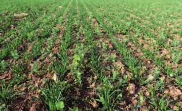 SOILTEQ na českých farmách Jedním z členů klubu SoilTEQ je pan Jindřich Šmöger, který hospodaří v Bučině nedaleko Vysokého Mýta.