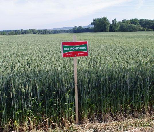 Lokalita Výnos (%) Umístění mezi E pšenicemi 46 g Německá E pšenice č.1!