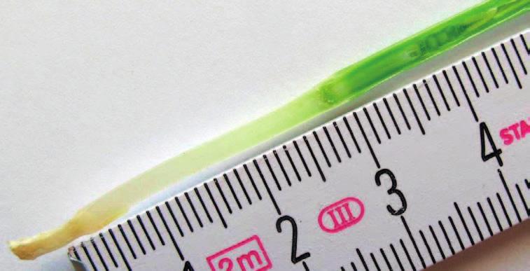 Pěstební doporučení k odrůdám ozimé pšenice Selgen dlouhodobě sleduje efekty použití různých regulátorů růstu na snížení rizika poléhání a výnos.