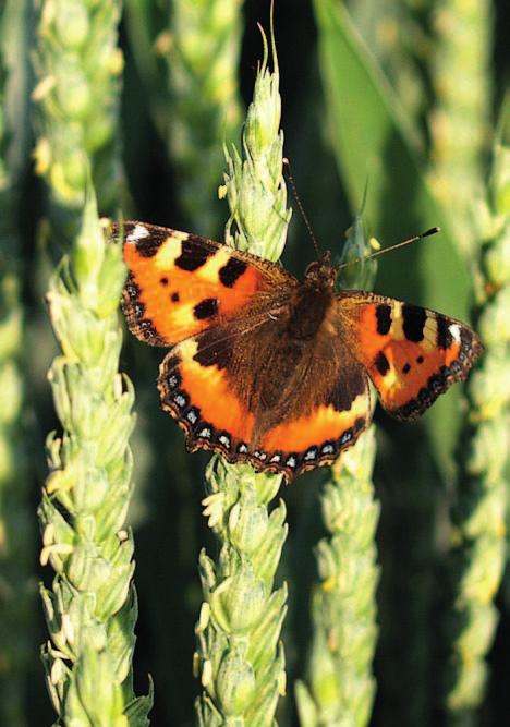 Registrované odrůdy ozimé pšenice firmy Selgen BUTTERFLY E BUTTERFLY E Vzlétnout mezi elitu Připravujeme Elitní pekařská jakost E Výborná mrazuvzdornost Dobrý zdravotní stav Nepoléhavost Vlastnosti