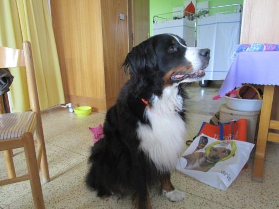 Proto, když se mu udělala boule na hlavě, trpěl velkou bolestí a veterinář nám