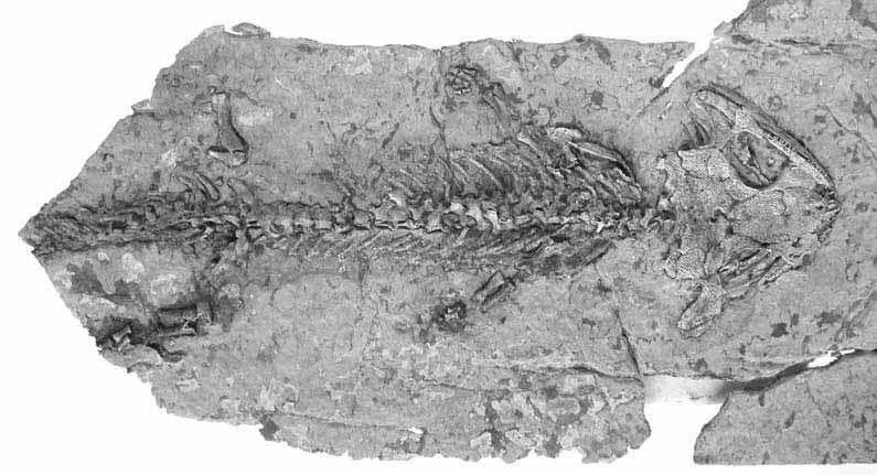 tamberg Obr. 8. Kostra obojïivelníka Discosauriscus austriacus (Makowsky, 1876) ãásteãnû vyleptaná z karbonátu z lokality Kochov V potocích. MHK 70578, x 0,7. V echny fotografie S.