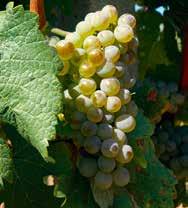 Odrůda sauvignon Odrůda pochází z francouzského regionu Bordeaux nebo z oblastí na Loiře. K nám ji pod názvem Feigentraube Fíkový hrozen nejspíš přinesli Habáni.