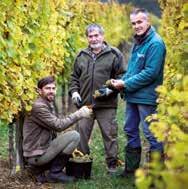 Bílé odrůdy reprezentuje Veltlínské zelené, Müller Thurgau, Ryzlink rýnský, Sauvignon, Neuburské, Tramín červený, Rulandské bílé a šedé, Pálava, Chardonnay a další, modré odrůdy Svatovavřinecké,