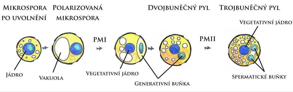 různými typy buněk. Vývoj samčího gametofytu (Obr.