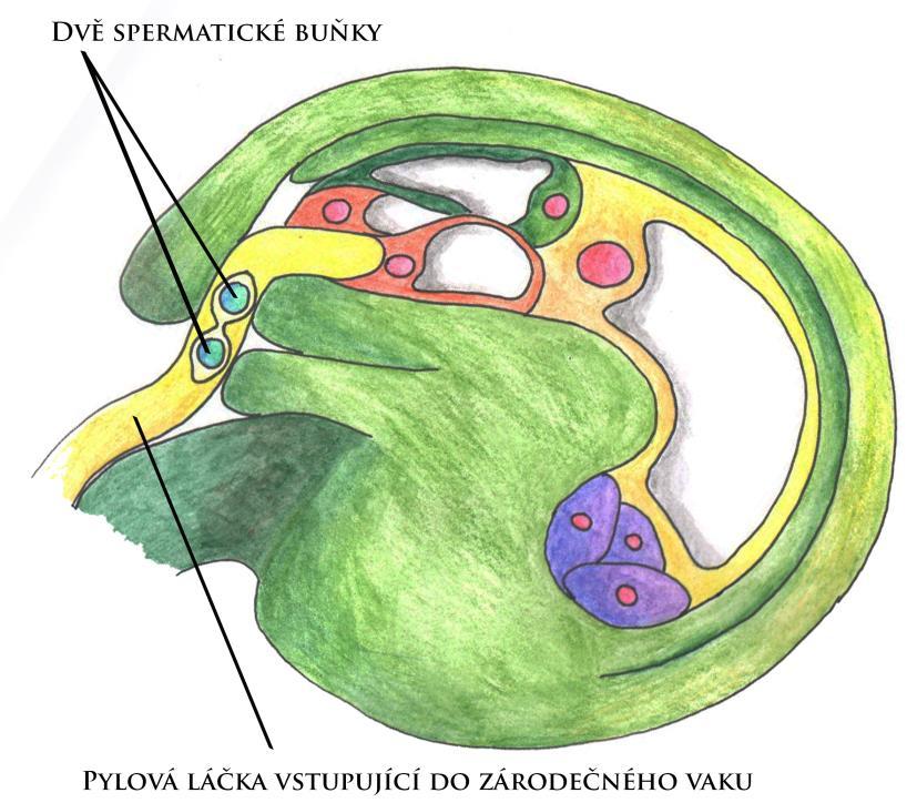 Dvojité oplození Dvojité oplození je komplexní fertilizační mechanismus krytosemenných rostlin (angiosperm).