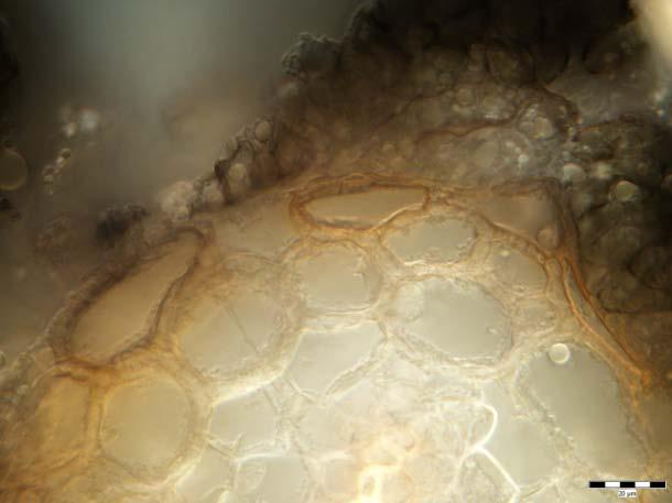 GAUK 2011/320311 Role DSE (Dark Septate Endophytes) v rostlinném společenstvu lesního ekosystému