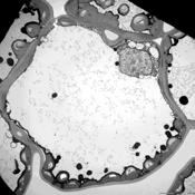 Výstupy z posledních 5 let: Albrechtová J, Janacek J, Lhotakova Z, Radochova B, Kubinova L (2007): Novel efficient methods for measuring mesophyll anatomical characteristics from fresh thick sections
