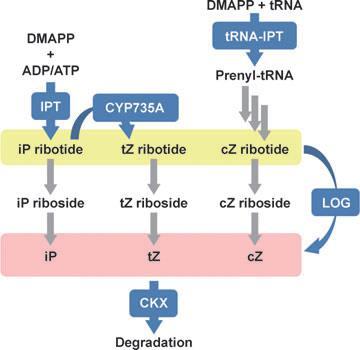 3.1.3 Biosyntéza a její lokalizace Biosyntéza přirozených isoprenoidních cytokininů může probíhat několika cestami: přímou, nepřímou či alternativní cestou, o které se nebudu v této práci zmiňovat