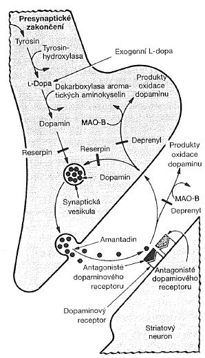 Uvolňování dopaminu neuronem v substantia nigra 1 6 Proces působení dopaminu: 1. Syntéza z Tyr, tyrosinhydroxyláza 2. Skladování v synapt. vezikulech 3. Uvolňování exocytózou 4.