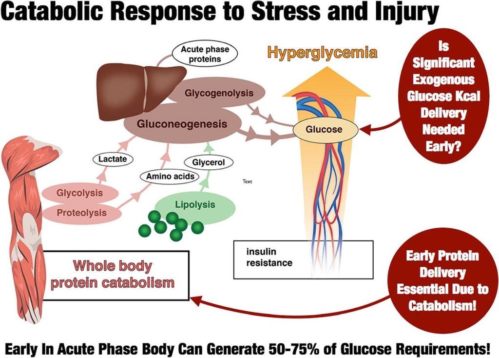 V iniciální fázi svalový katabolismus kryje 50 75% potřeby glukozy Pacient v této době vyžaduje adekvátní dodávku