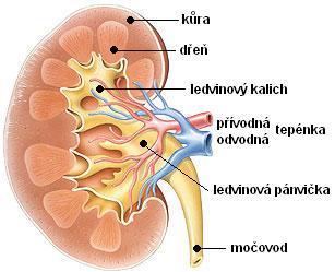1 VYŠETŘENÍ LEDVIN POMOCÍ MEGNETICKÉ REZONANCE 1.1 Úvod do problematiky ledvin Ledviny jsou párový orgán fazolovitého tvaru o běžné délce 10 12cm. Hlavní funkcí ledvin je filtrace krve.