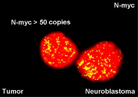 cytogenetiky http://www.cba.muni.