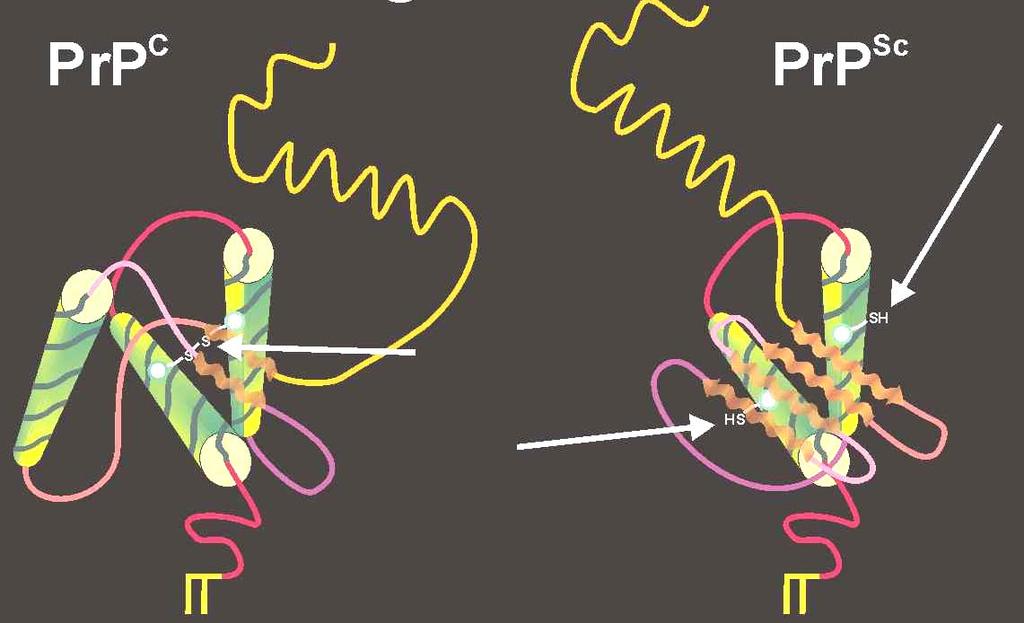 Diagnostika prionů Prion (PrP Sc -patologická forma