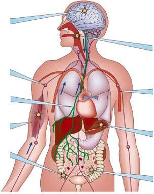 Výskyt prionu u člověka mozek tonsily lymfatický systém