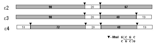 1.1.2. Elektroforéza PCR produktu Označte sterilní 0,2 ml eppendorfku, na víčko dle instrukcí (např.